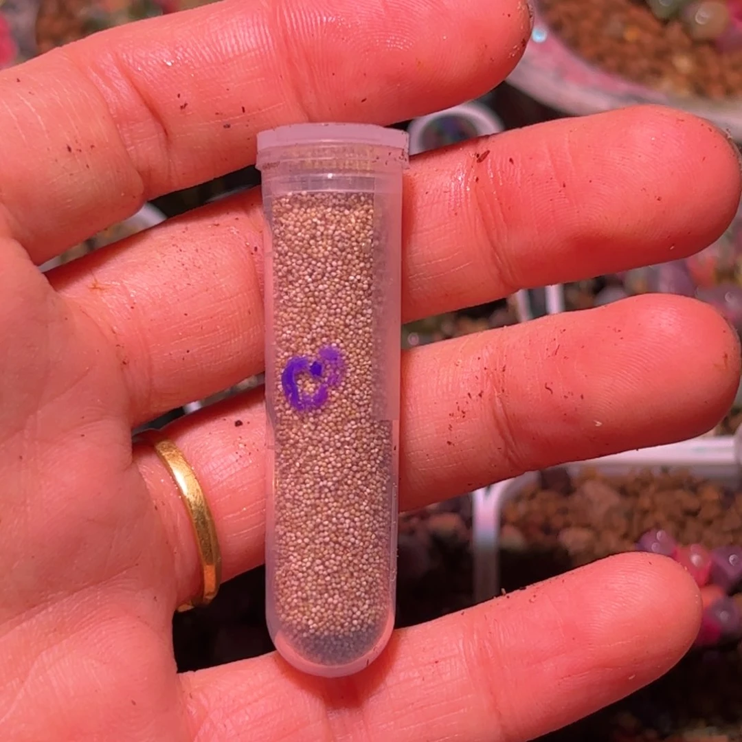 30粒拉丝锦五十铃玉锦种子