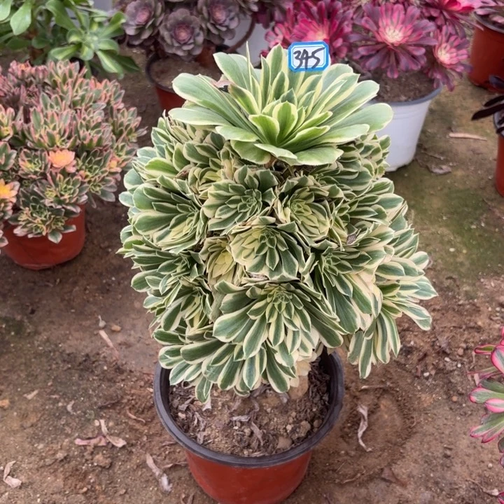 一物一拍多肉艳凝345