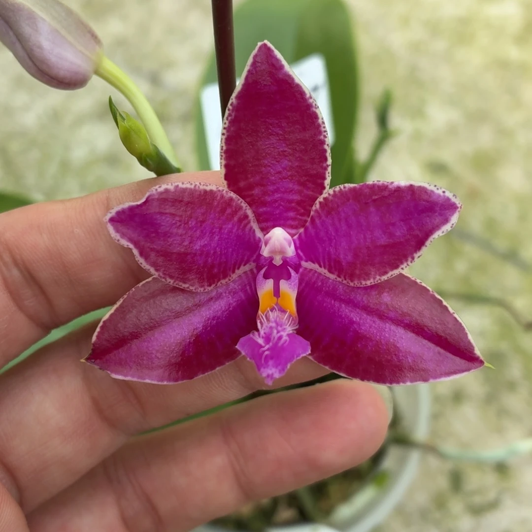 当前无花朵，栽培后可花朵A187yss1238红路德交蓝牛