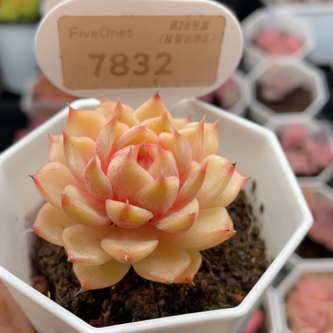 苯巴蒂斯7832-4.5厘米