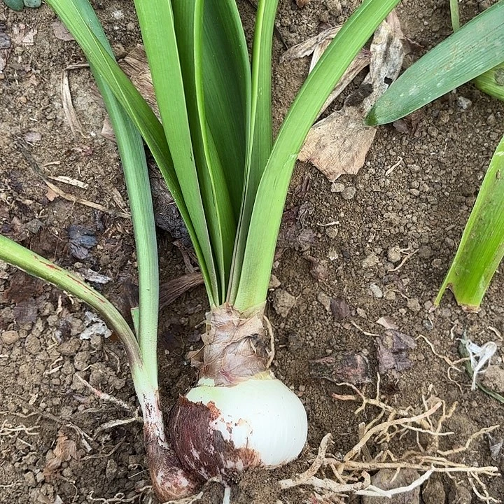 无花朵香水包对版一号