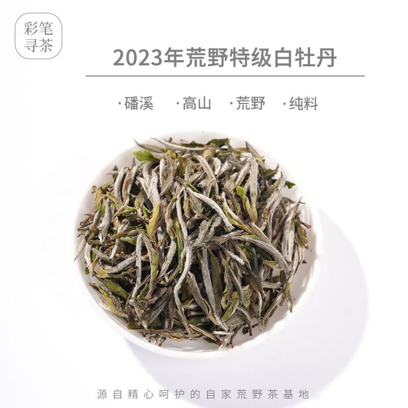 【彩笔寻茶】福鼎白茶2023年荒野特级白牡丹高山散茶正宗高枞盒装