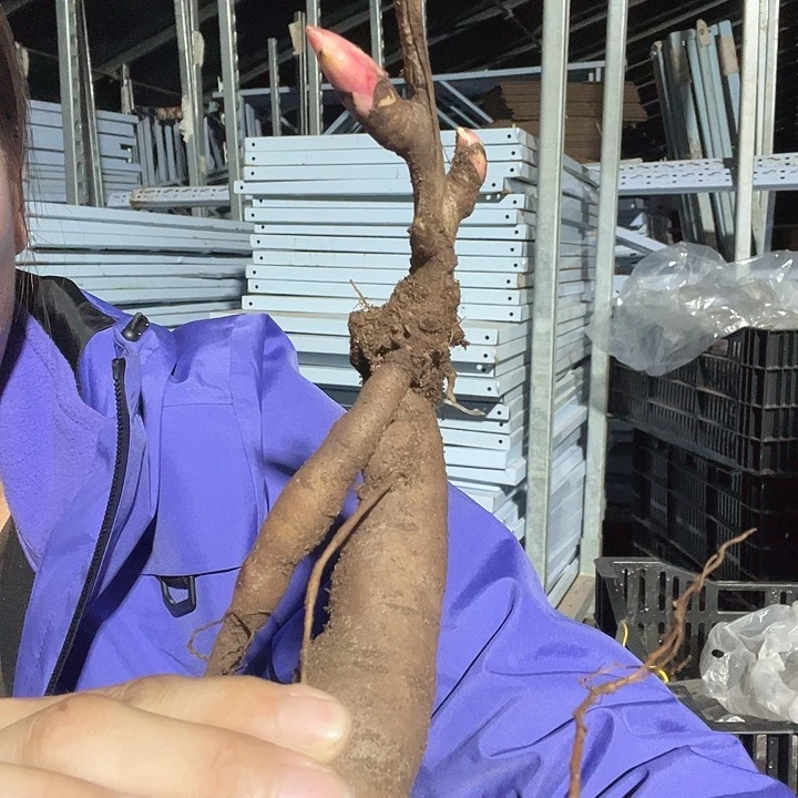 当前无花栽培后可以开花混苗