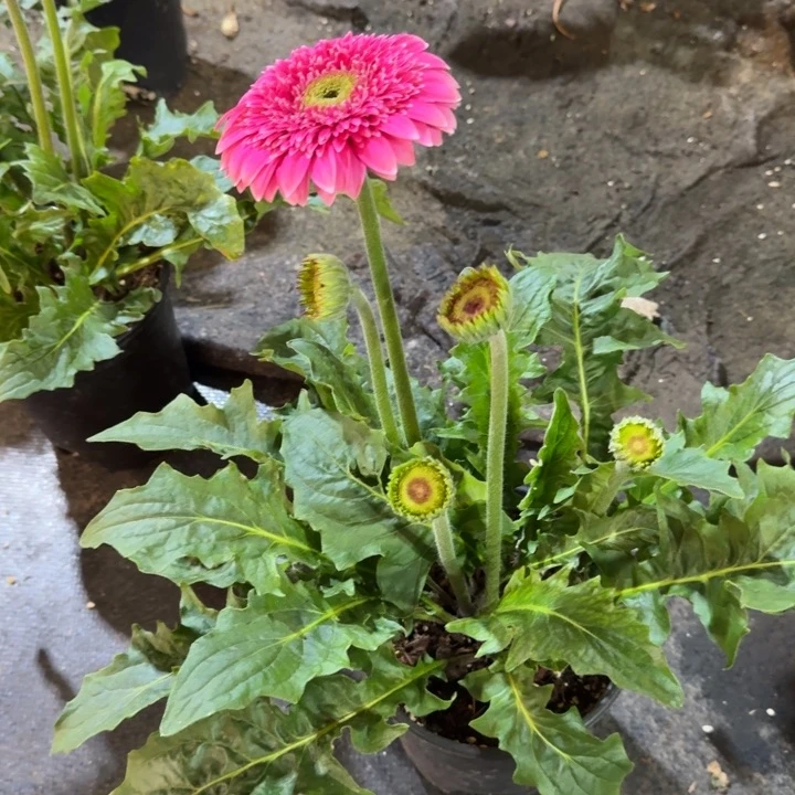 原盆原土一加仑非洲菊可爱