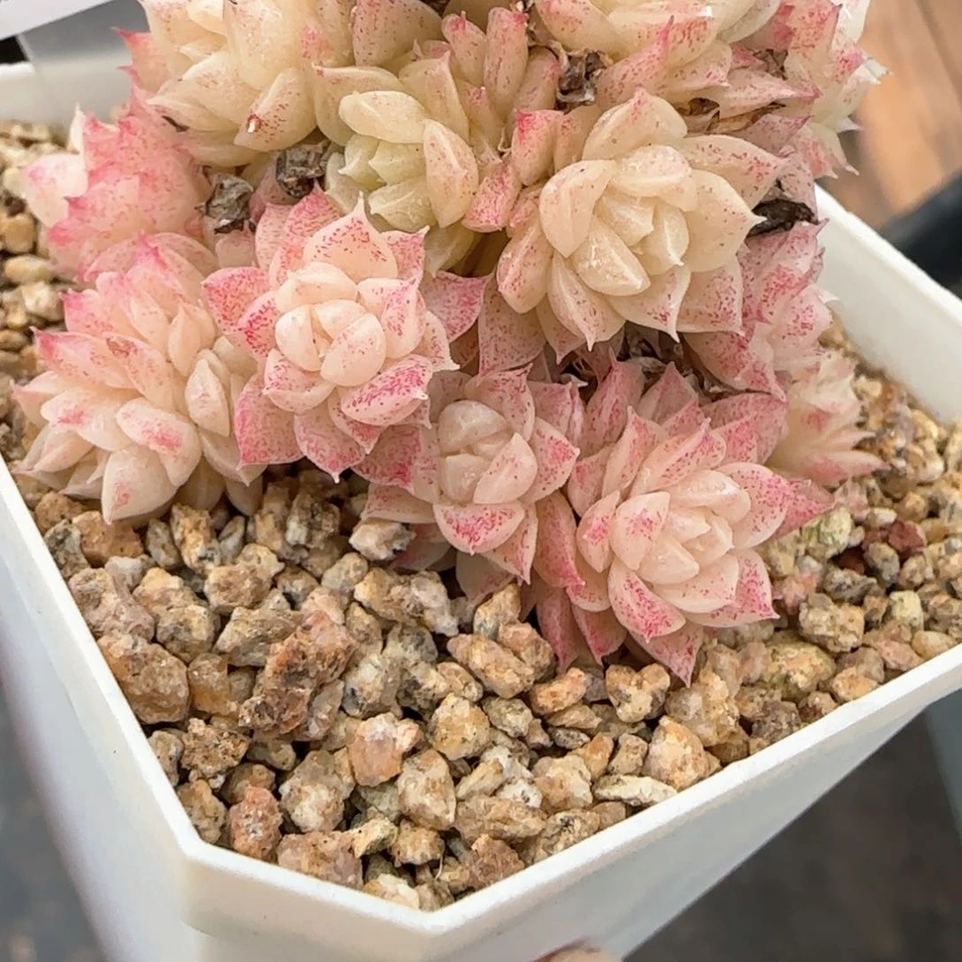 243东篱下多肉植物盆栽