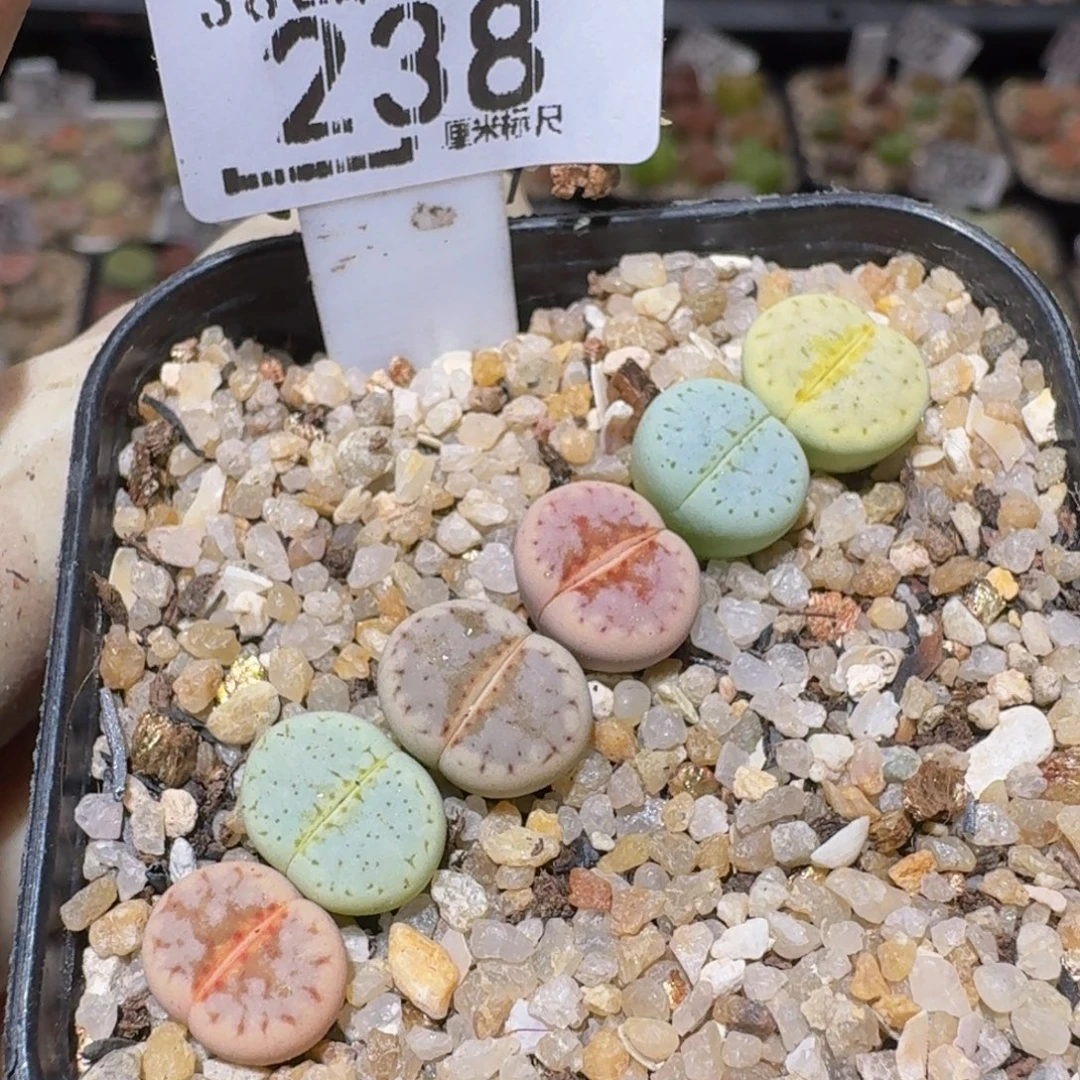 Ssss精品生石花238