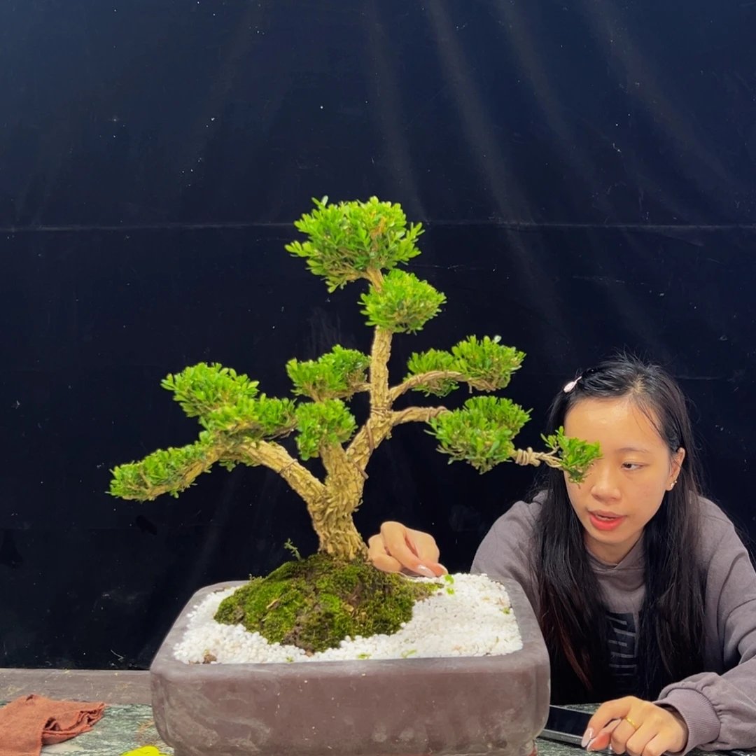 无花朵广东黄杨四季常青