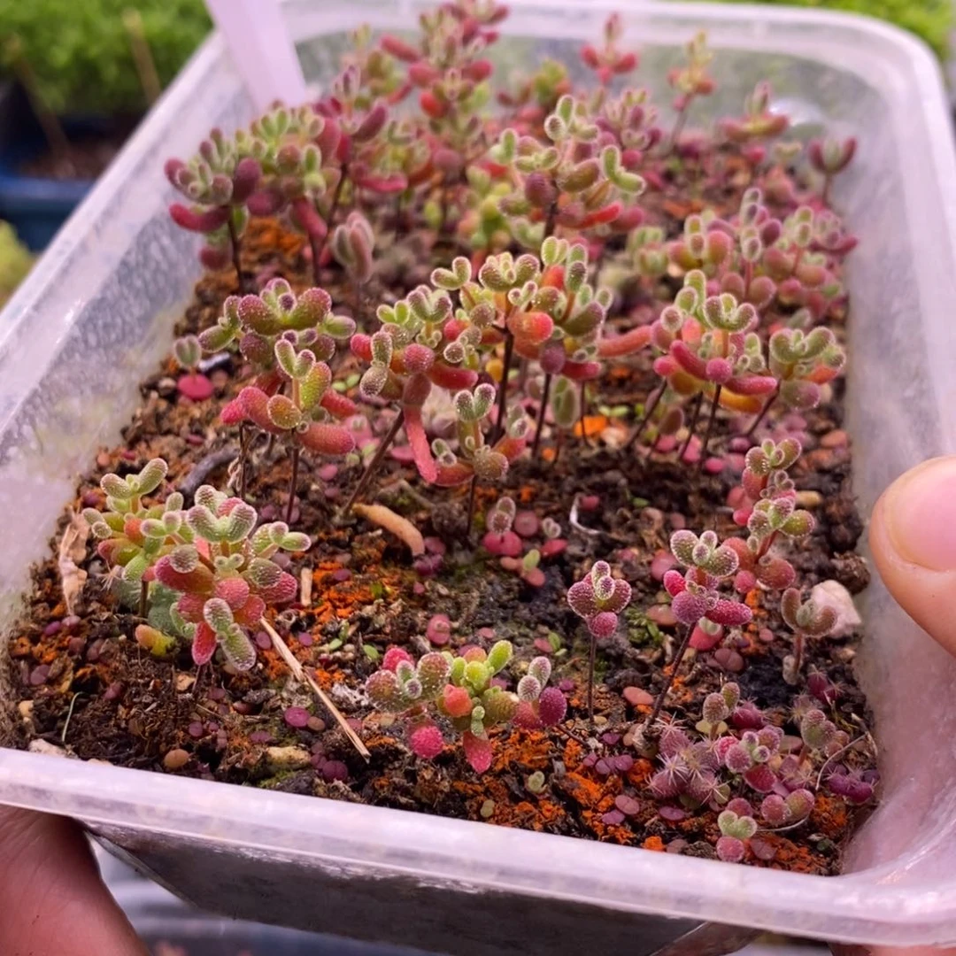 沃****尚508混合切糕。