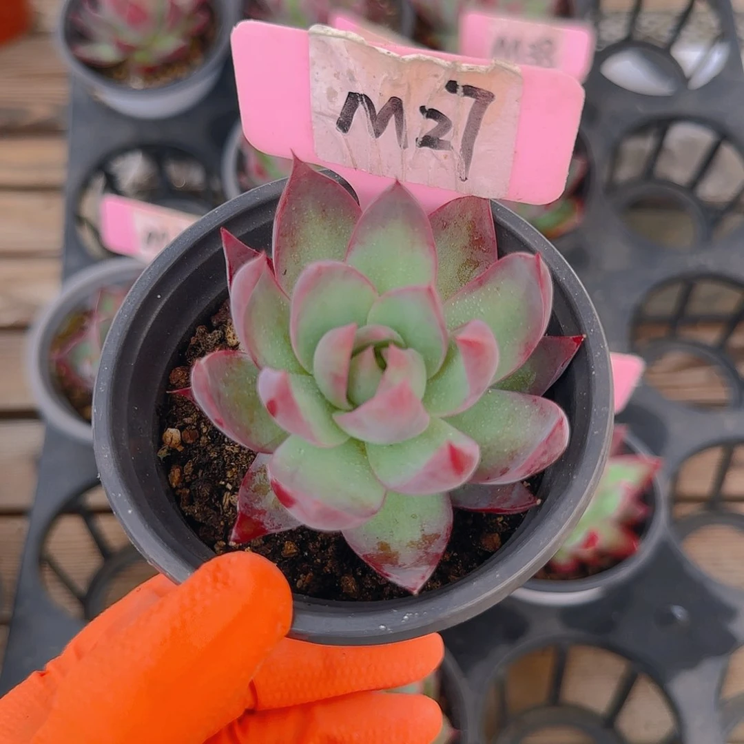 诚****麻M27 惊鸿单头多肉