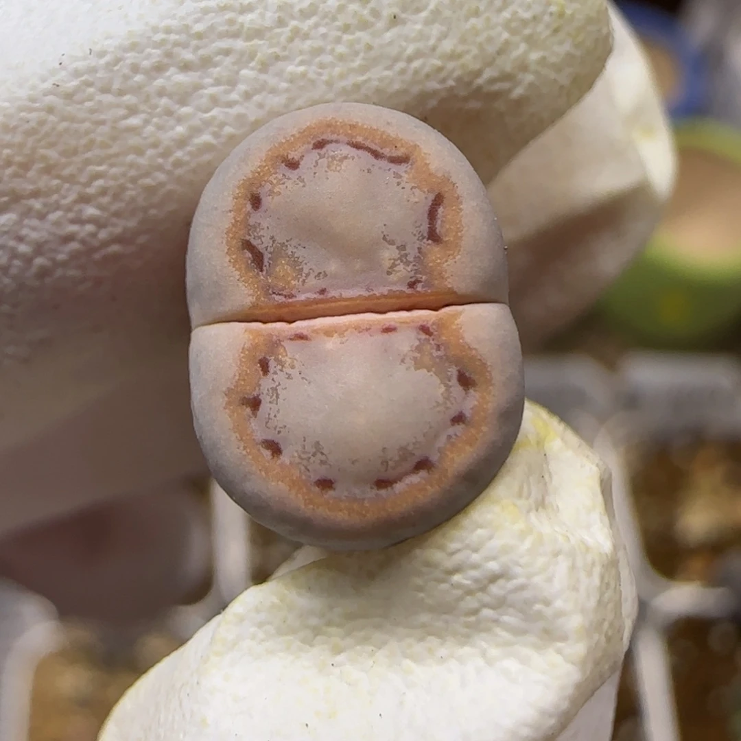 12.26.c216饼干.9040清旧框福利