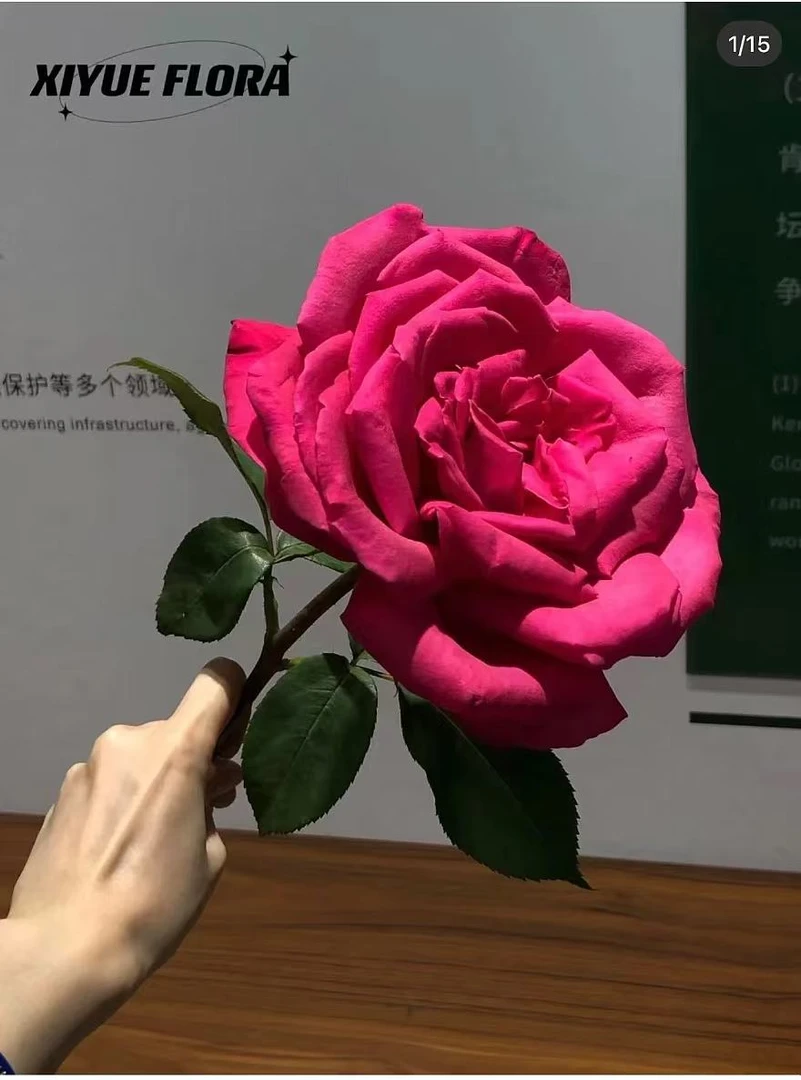 【洛丽塔】 月季花苗 灌木 中香 耐热 大花四季开花阳台庭院盆栽