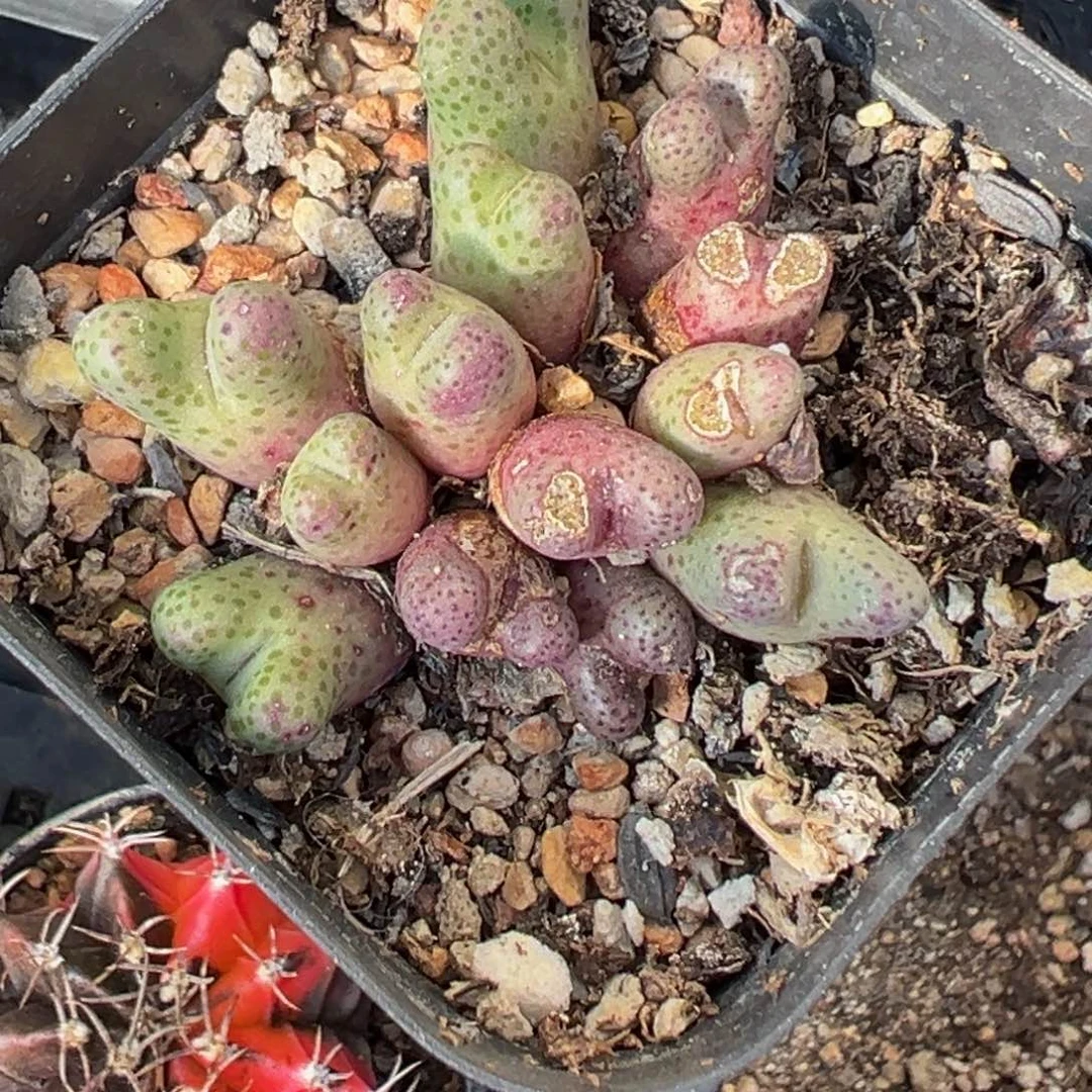 Y多肉植物111111111111111