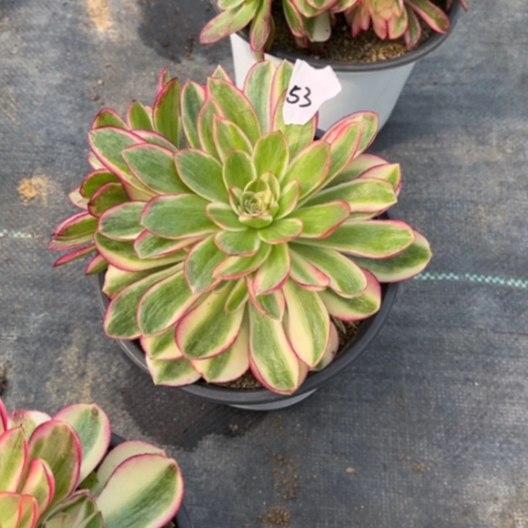 【闪购商品】53倾城多肉法师