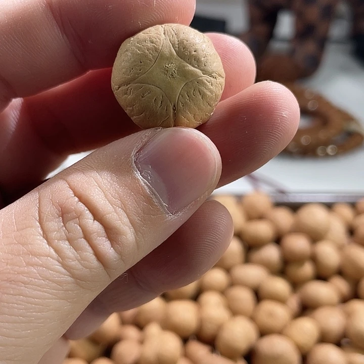 手串凤眼菩提尼泊尔小fy