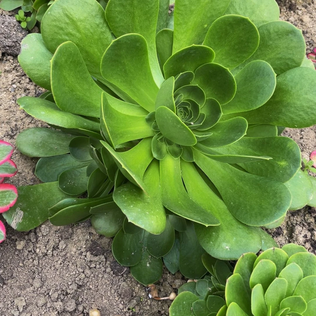 香炉盘多肉植物捧花的
