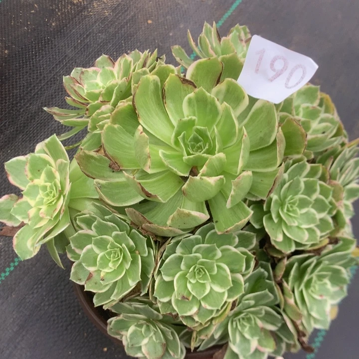 190水蜜桃多肉植物