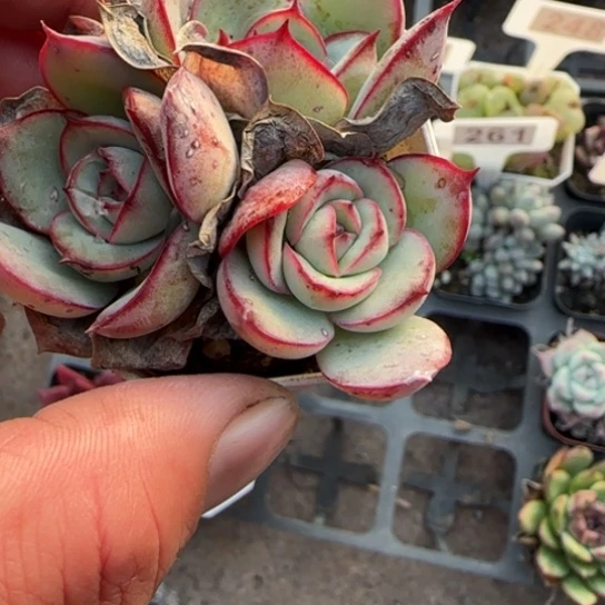 38月光女神多肉植物多