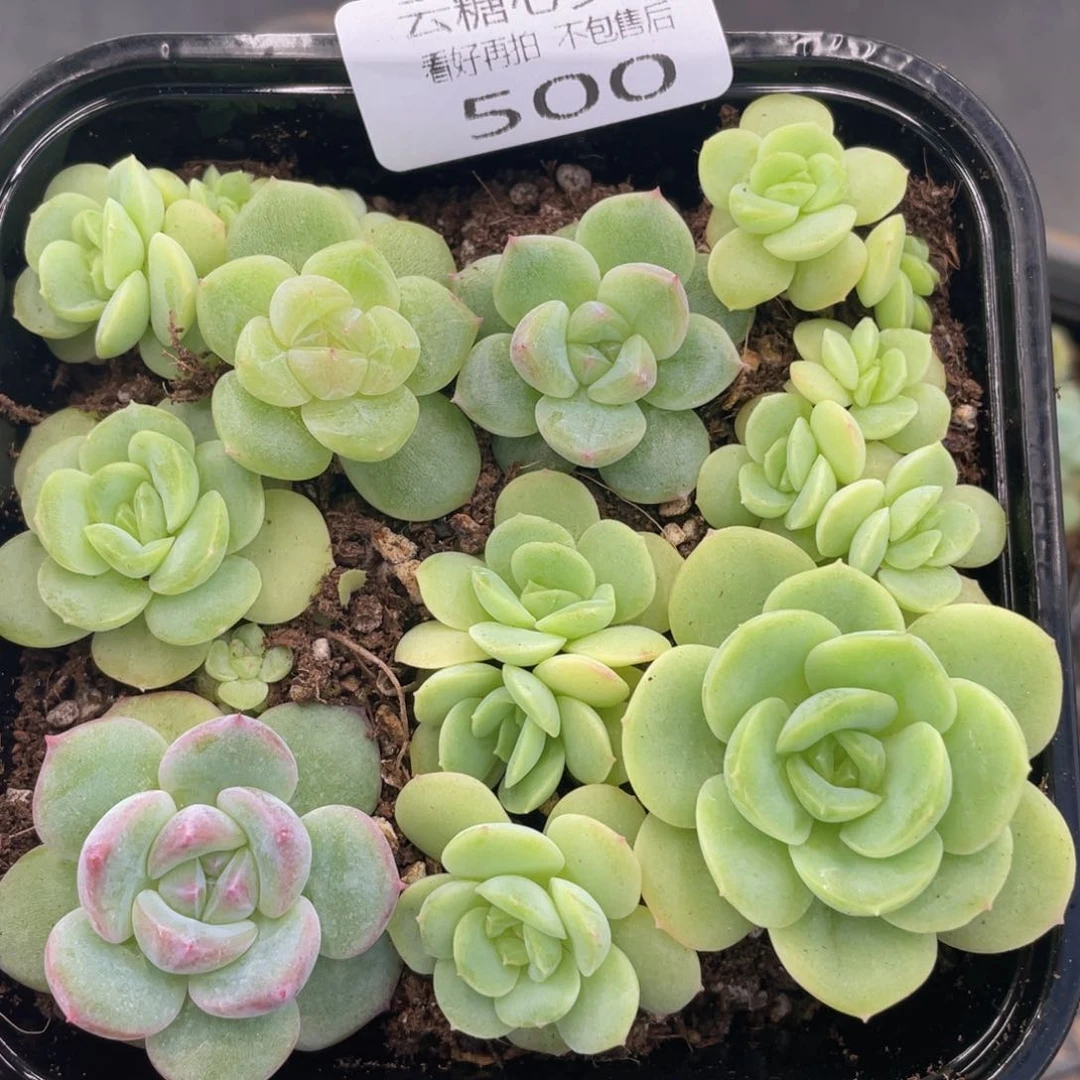 云糖心多肉植物500