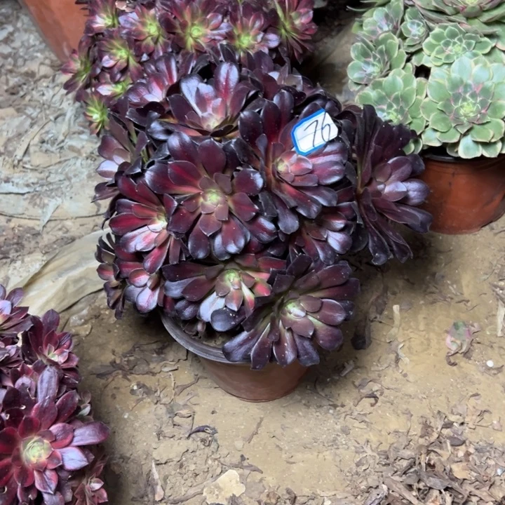 多肉植物花娜76法师