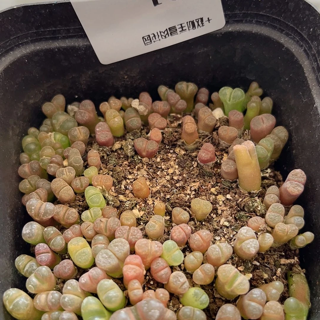 【闪购商品】281 风铃