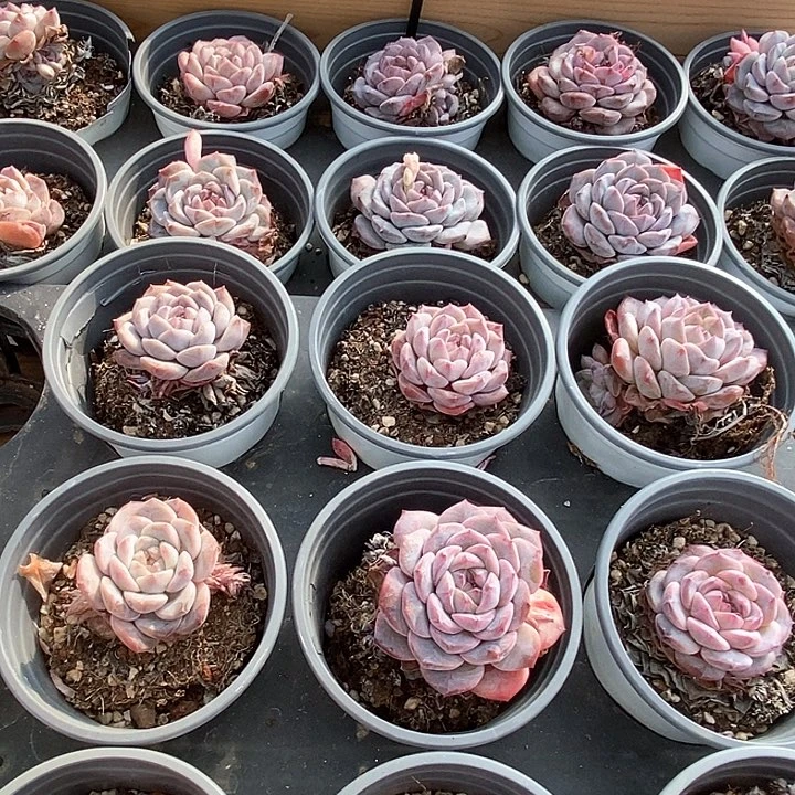 141冰魄 单头 福利多多