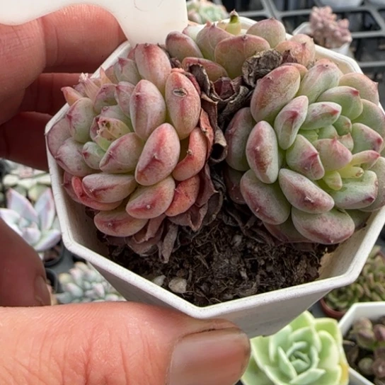 308白胖子一物一拍多肉