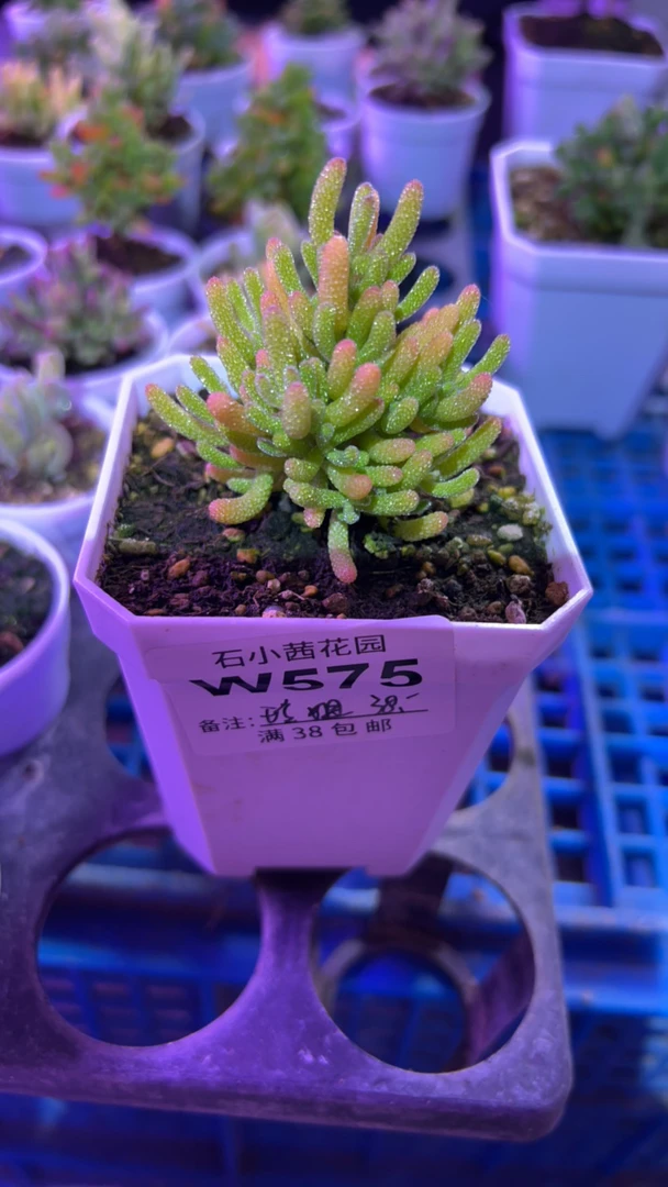 玲姐-米冰-多肉植物枝干番杏