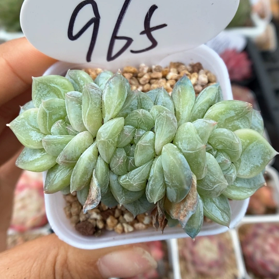 碎冰新品群生可拍965号。