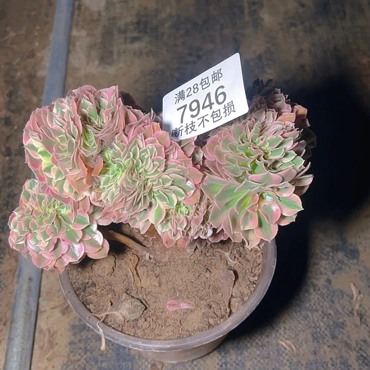 7946粉女巫缀多肉植物