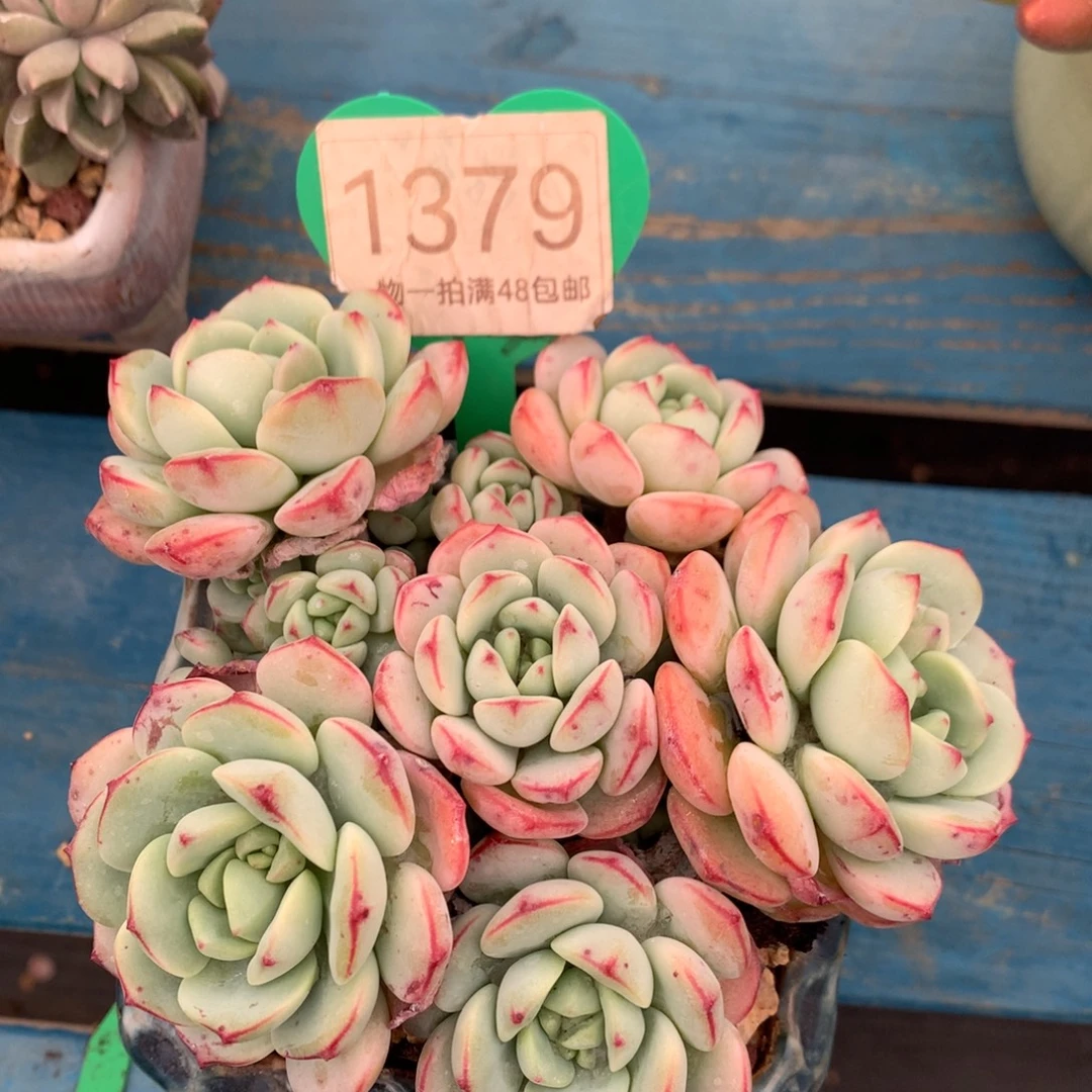 香草矮桩平头捧花1379