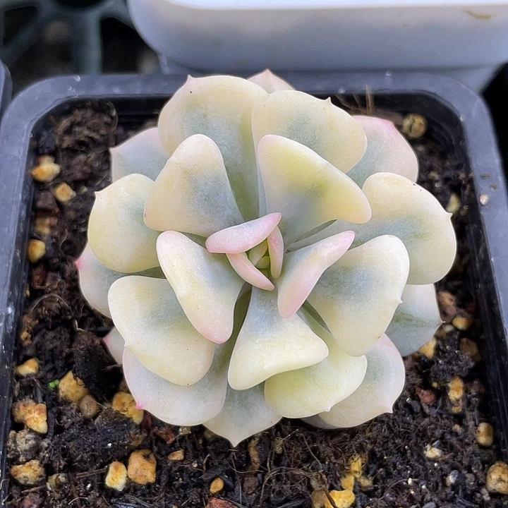 血精灵锦。锦龙一物一拍