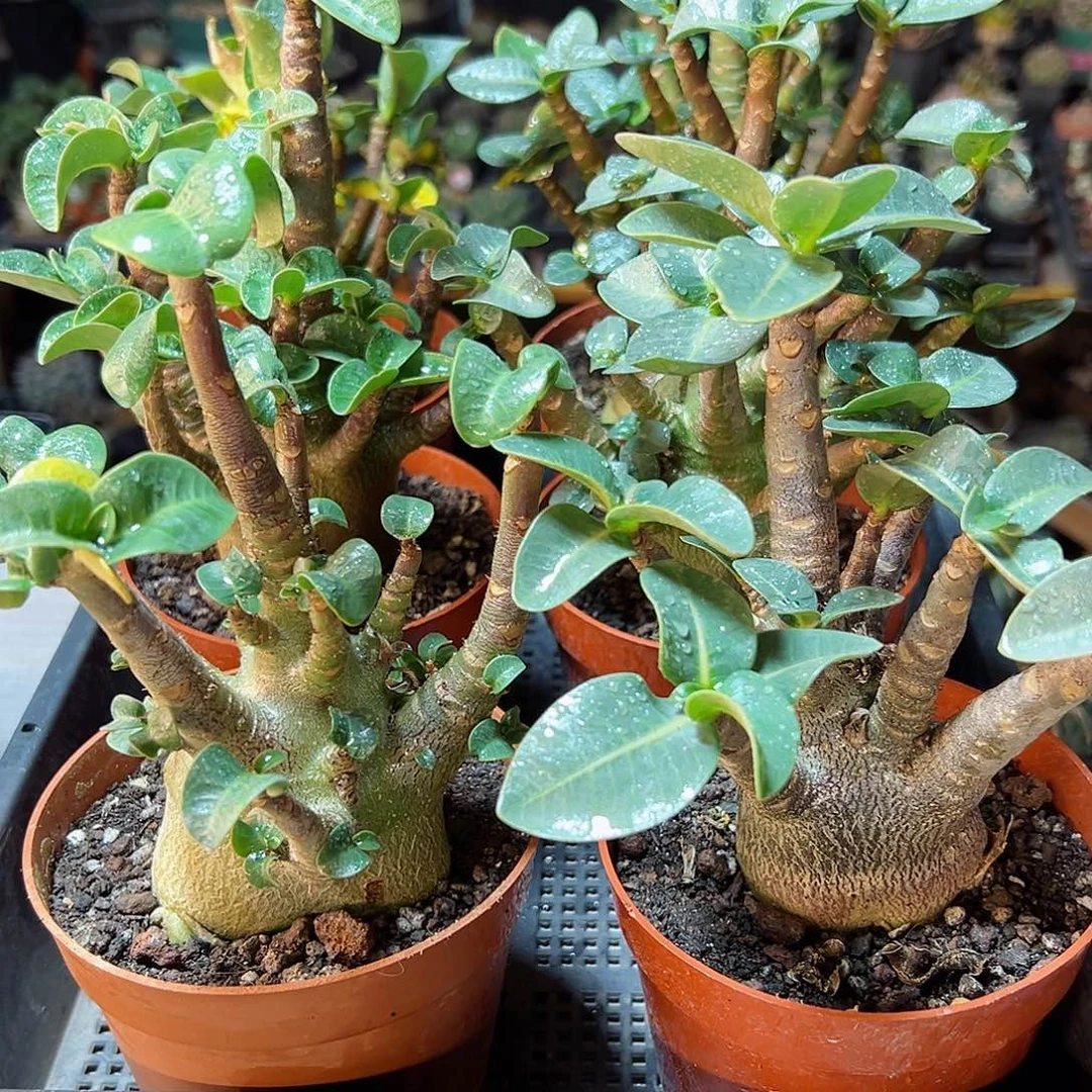 哥斯拉b沙漠玫瑰肚子5公分