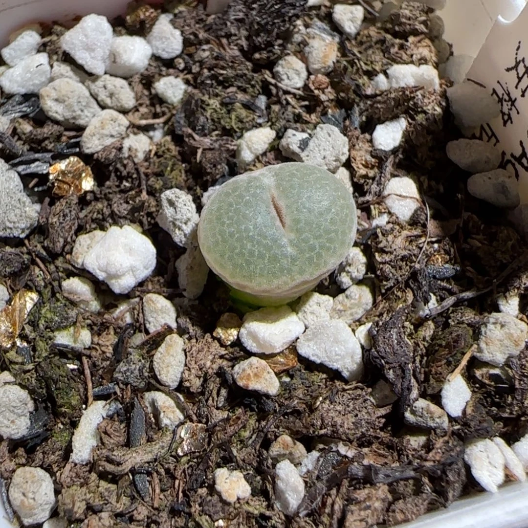 用***5肉锥多肉植物组合-628