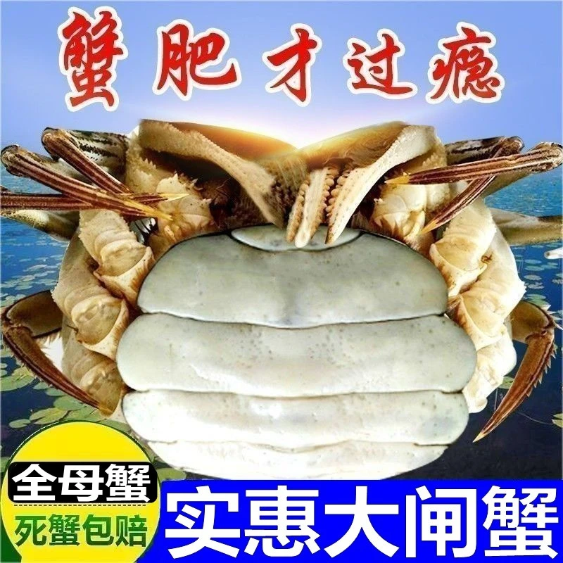 鲜活大闸蟹全母2两买10送2只
