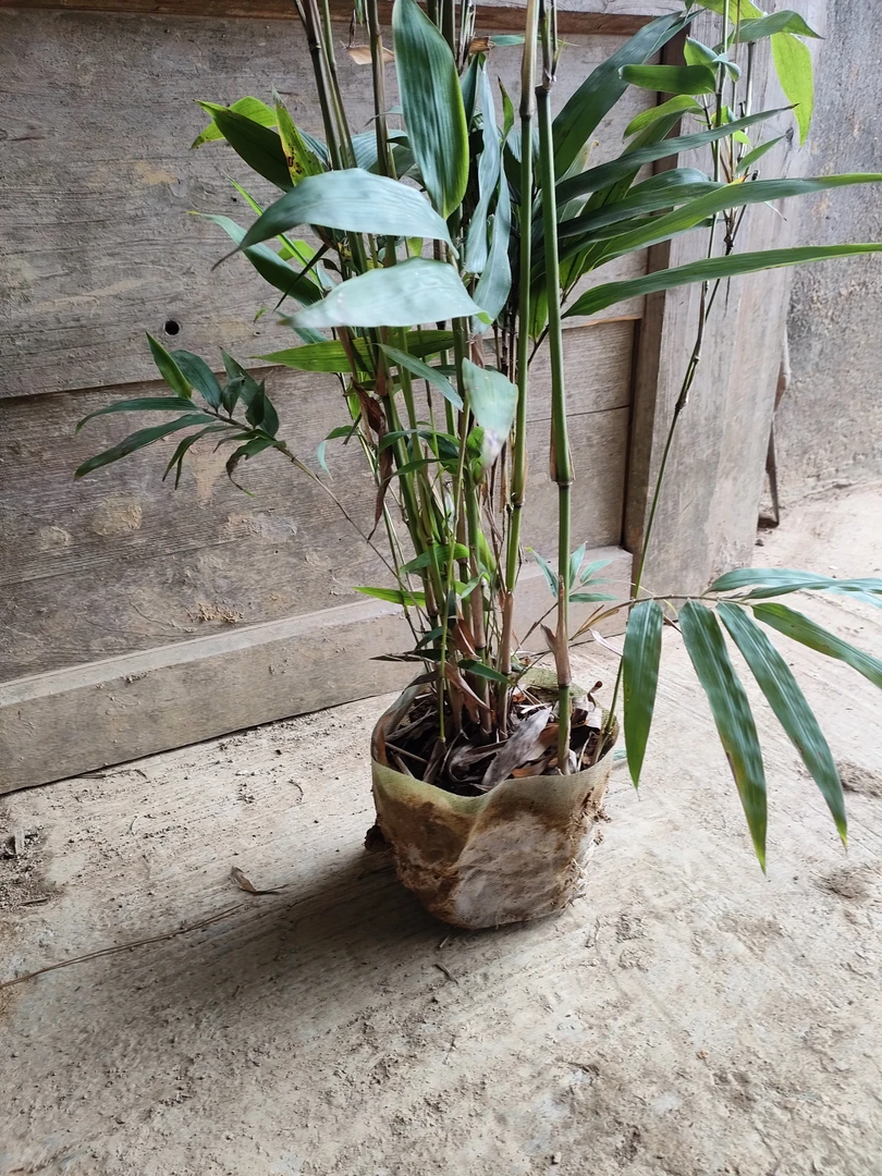 基地栽培大型楠竹苗毛竹大杯两年苗耐寒耐旱采春冬笋园林绿化造林