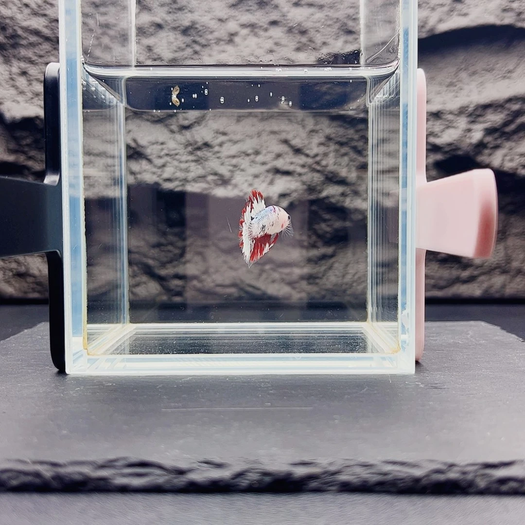 海水鱼宙斯斗鱼竞拍09-19