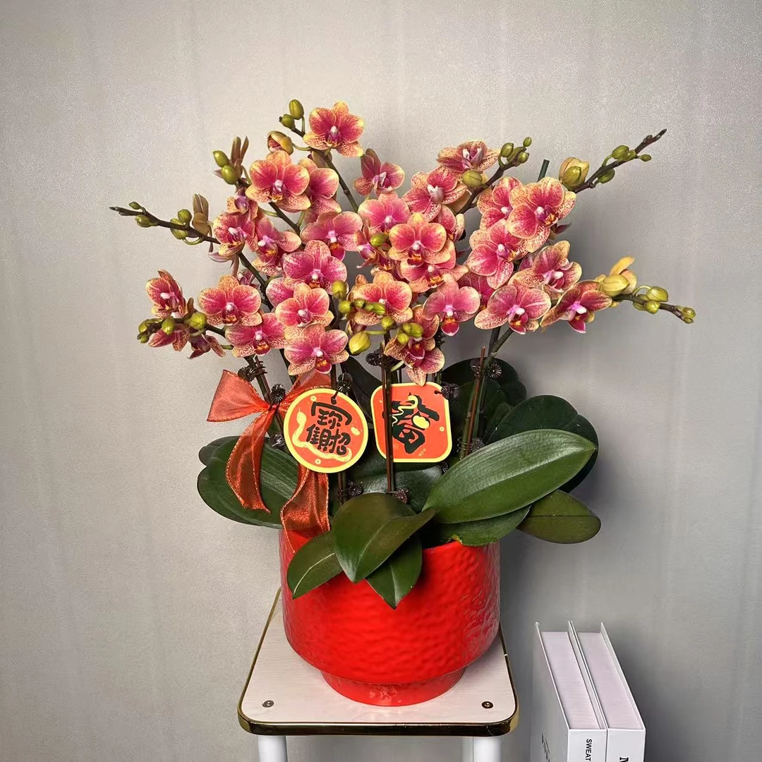 【金蝶】聚宝盆爆款年宵花 4年老壮苗 送人自留 礼品级别