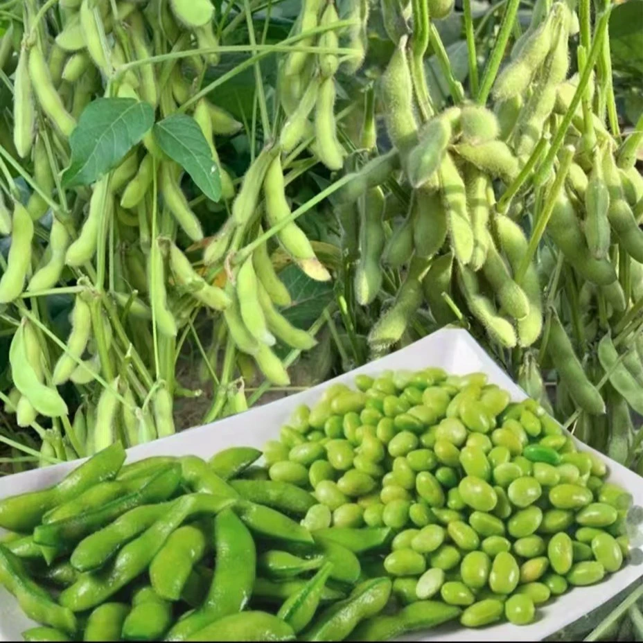 毛豆种子黄豆高产大荚绿宝石菜毛豆特大青豆四季晚熟蔬菜种子饱满