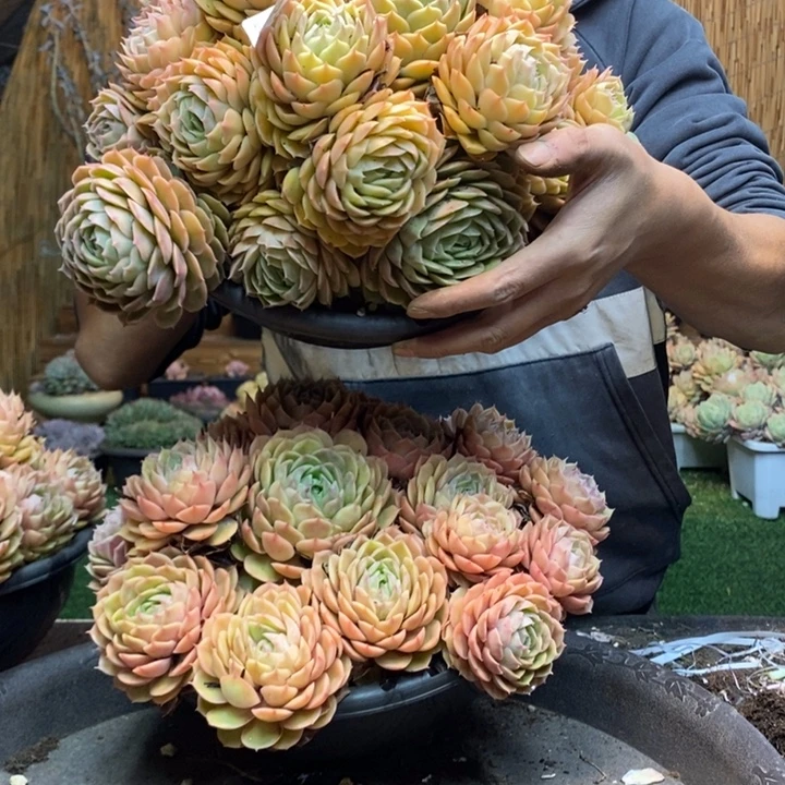 意***室294号昂斯诺多肉植物