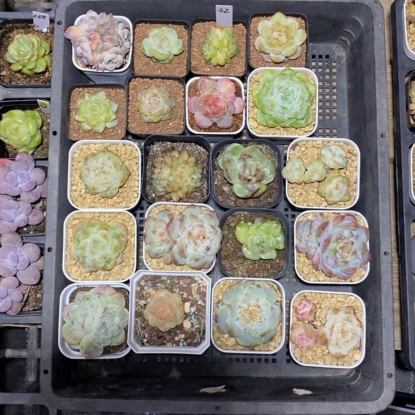 【闪购商品】?*?32一筐20颗