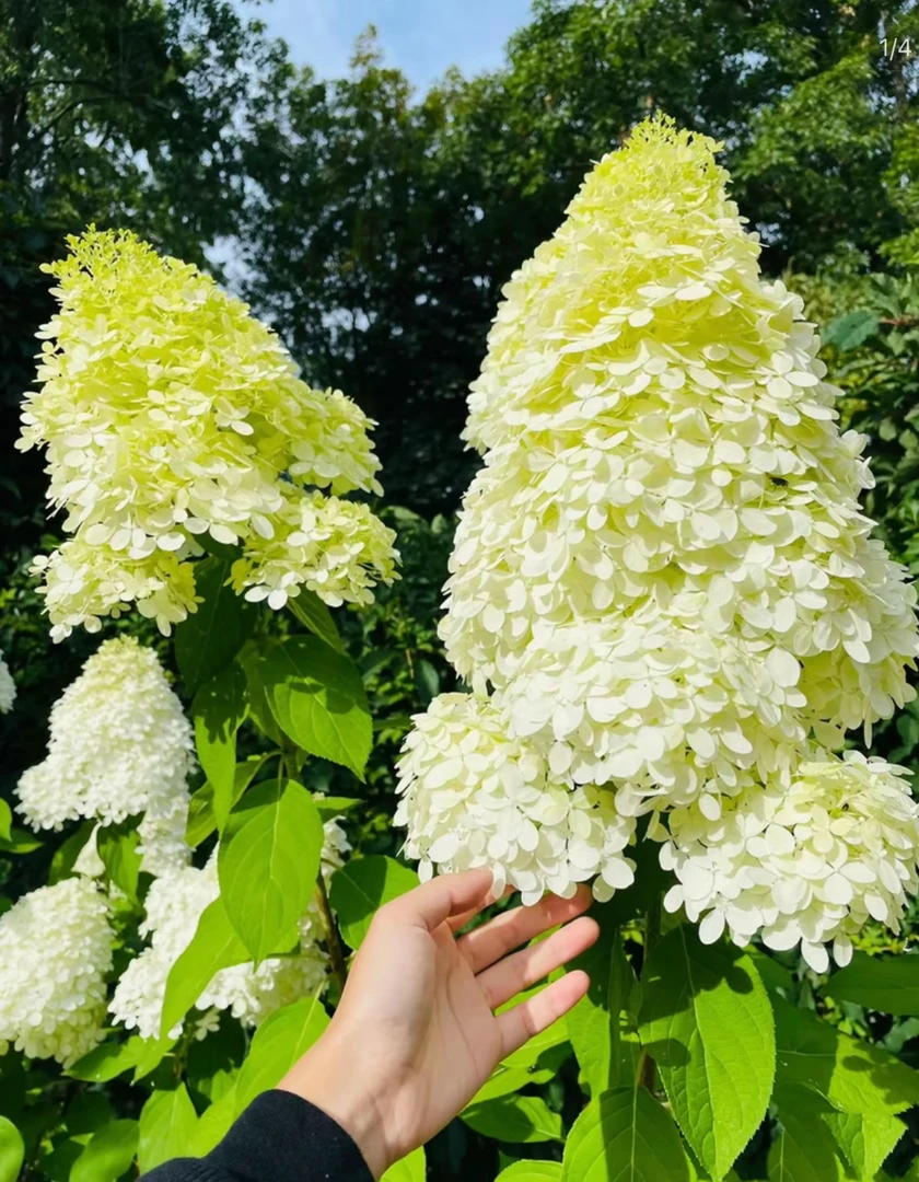 圆锥绣球花苗北极熊大花矮壮耐寒耐晒庭院阳台盆栽好养耐活