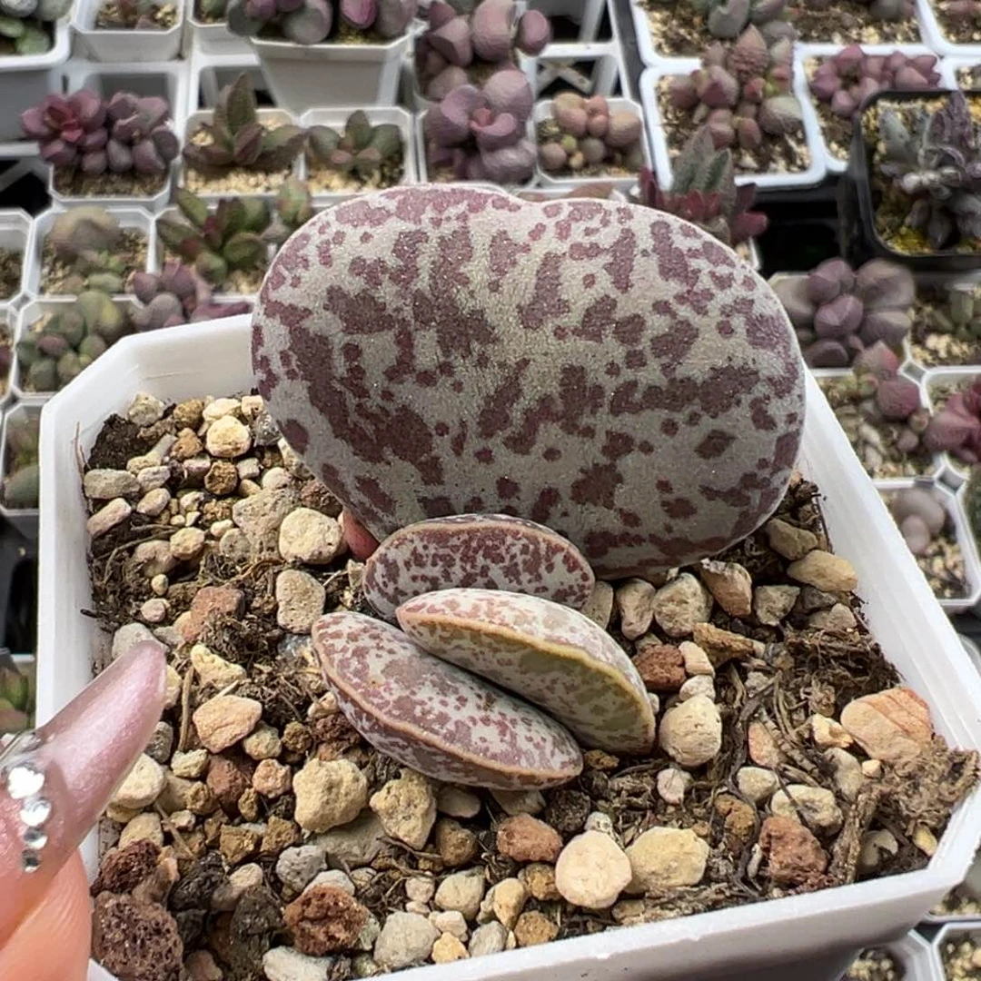 奈****╮花蛋多肉植物水泡