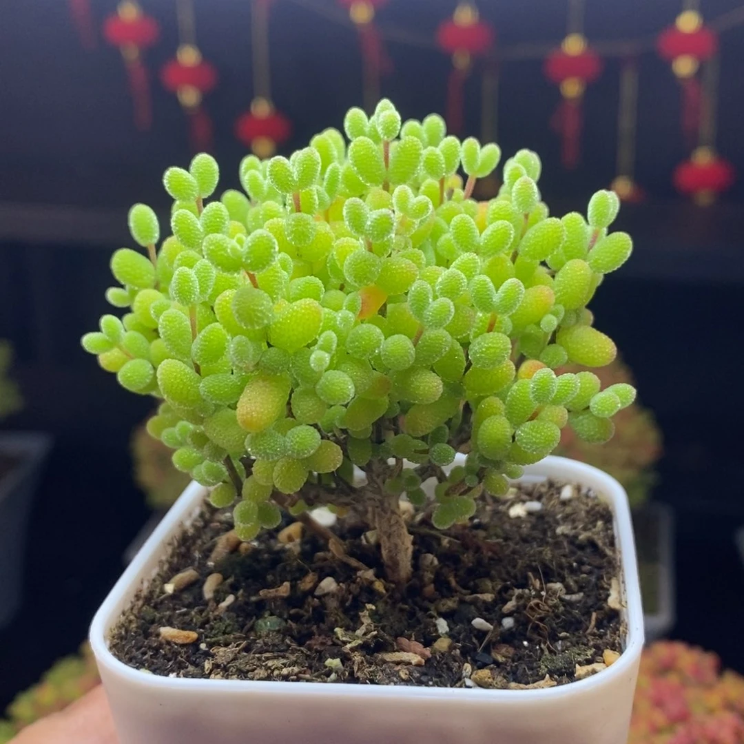 266号金桔糖球枝干（直杆）