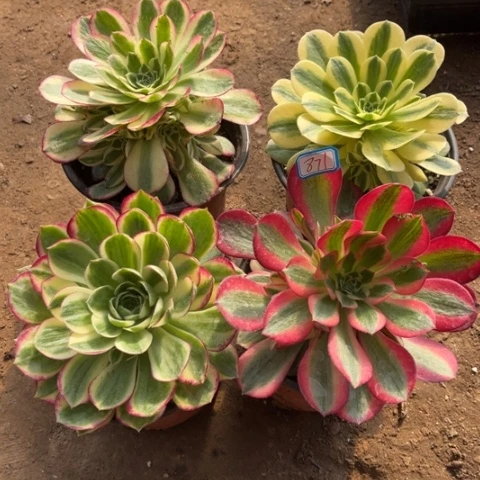 871多肉植物组合