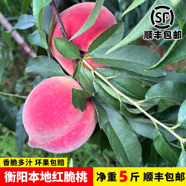 [顺丰包邮]衡阳本地红脆桃湖南衡阳当季桃子现摘发货脆甜多汁5斤