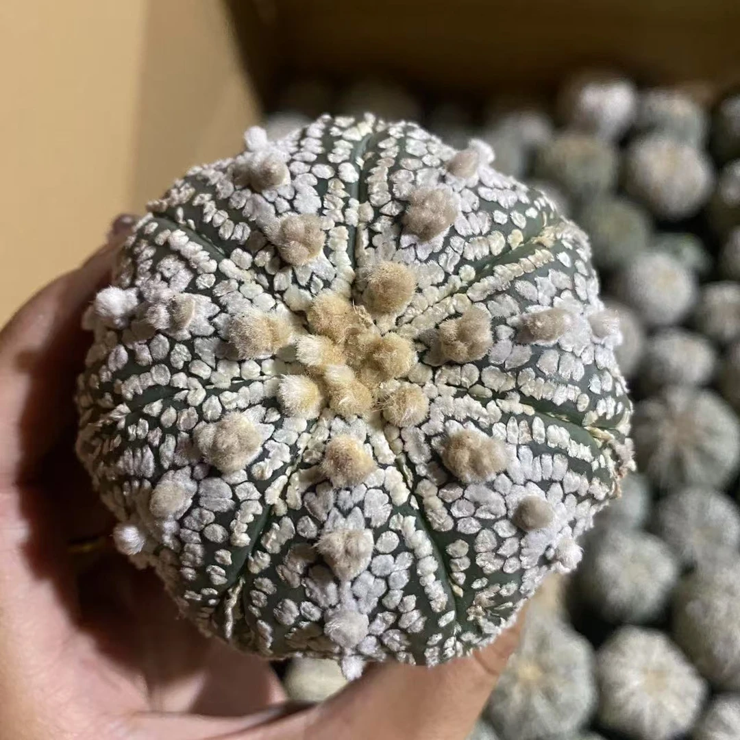 实生超兜仙人球植物漳州基地直发货 新手好养 室内外