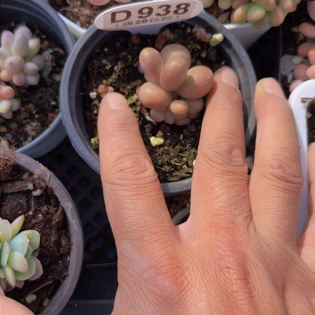 D93芒果奶一物一拍