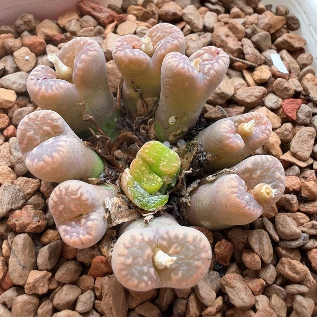 1.18.75/粉色鸟哈尼/多肉植物