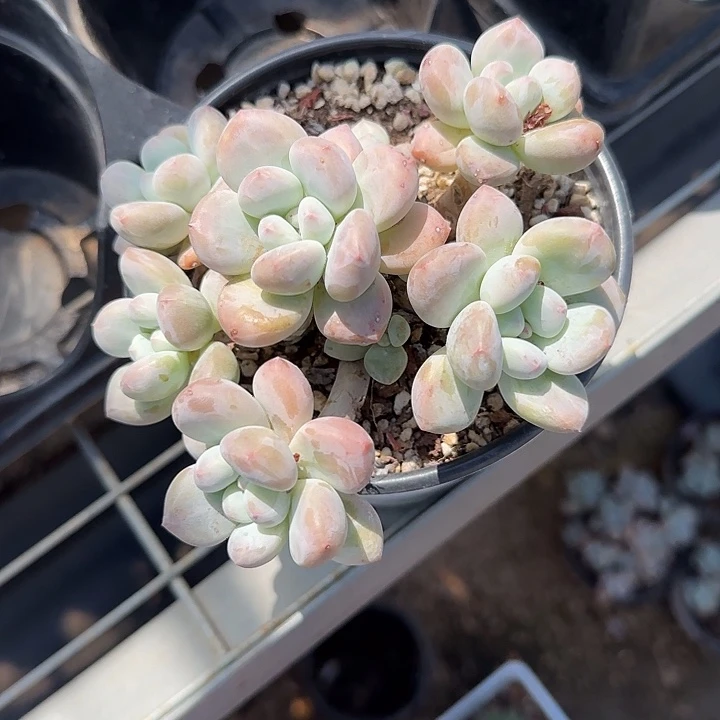 梧**语青蛙王子儿童牙膏111