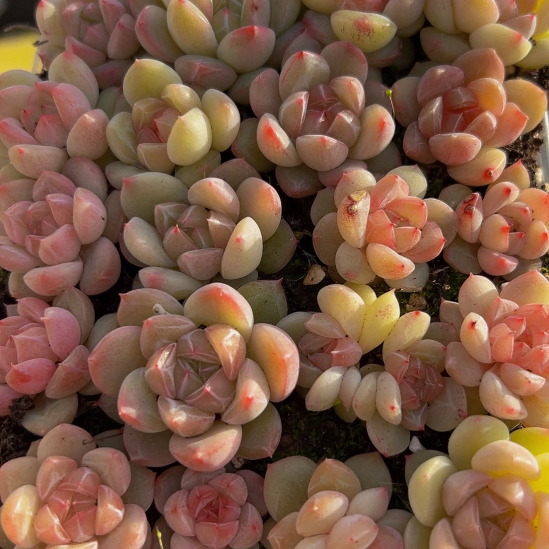 917多肉葡萄的味道是